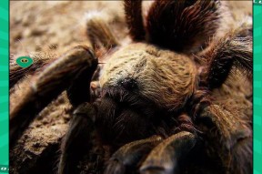 亚博体育- 世界足球莱万多夫斯基 